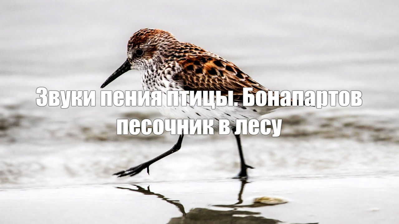 Звуки пения птицы. Бонапартов песочник в лесу