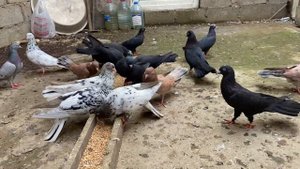 Бакинские голуби Легенды Голубеводства Мирзоева Машалла в г.Дербент, р.Дагестан.