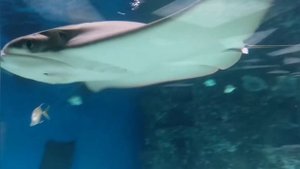 В Москвариуме на ВДНХ. Московский океанариум.