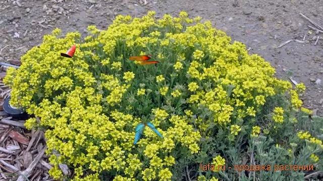 Алиссум скальный (alissum-skalnyy alissum-skalnyy) ? алиссум обзор: как сажать саженцы алиссума смотреть онлайн