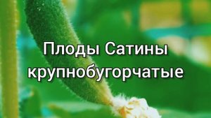 Всепогодные огурцы Сатина