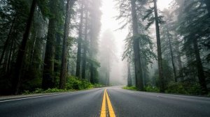 Картинка природа. США, дорога,  лес, шоссе, секвойи, туман, природа, разметка