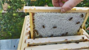 13. Семья которая вышла из зимовки на одной полурамке   Часть вторая.