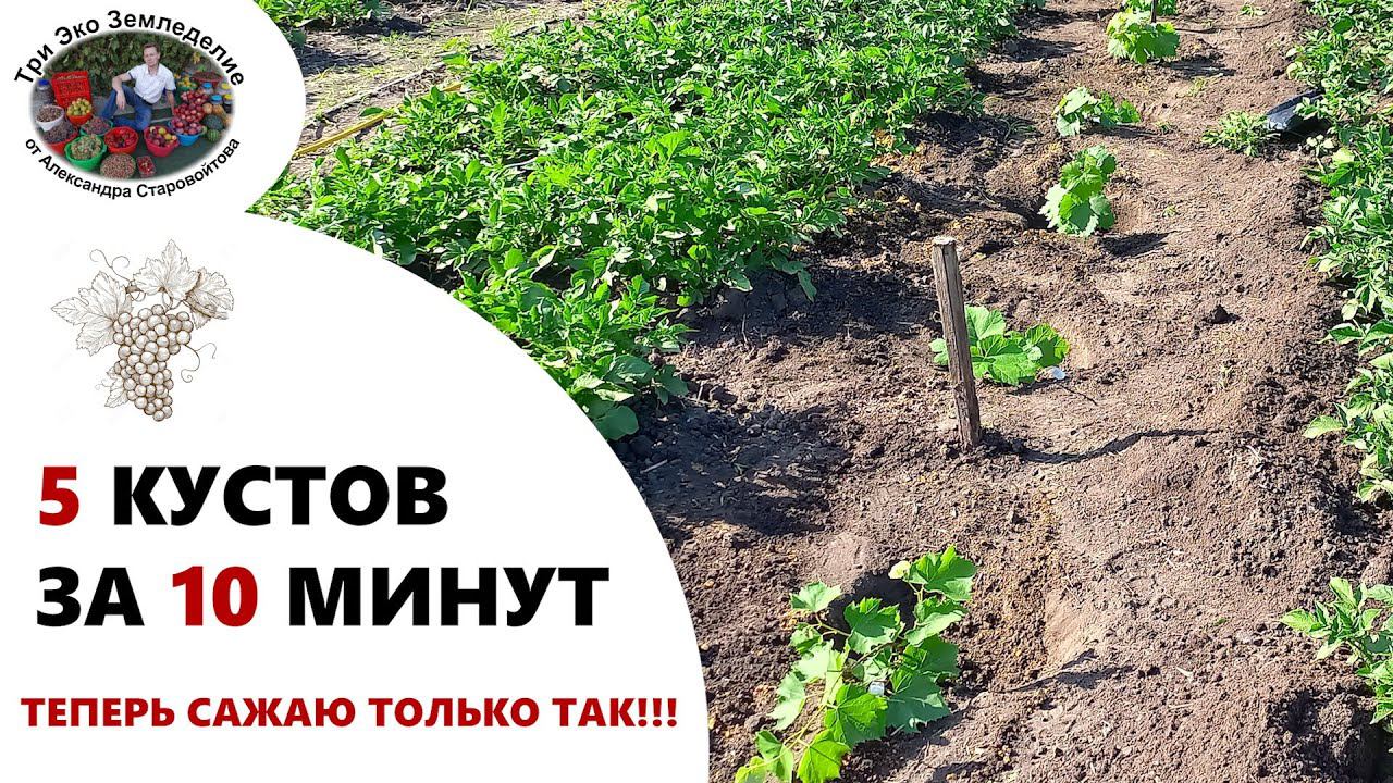 5 кустов за 10 минут. Быстрый способ посадки винограда. Теперь сажаю только так #ТриЭкоВиноградник
