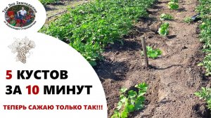 5 кустов за 10 минут. Быстрый способ посадки винограда. Теперь сажаю только так #ТриЭкоВиноградник