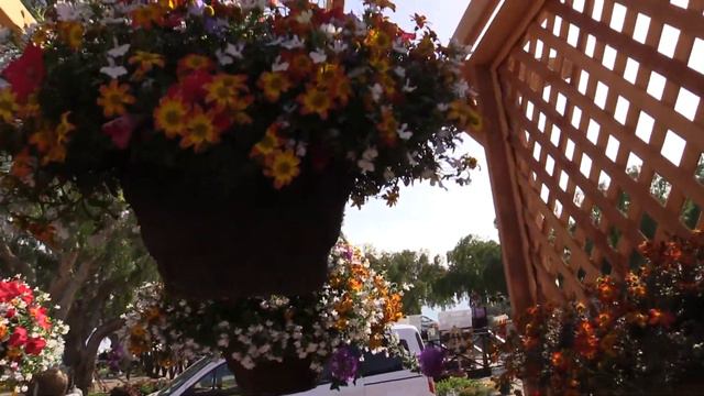 2015 Spring Trials—Suntory смотреть онлайн