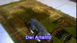 Кошка делает намаз