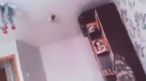 в квартиру залетела птица