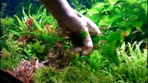 Элодея Канадская, водная чума (Elodea canadensis) Wasserpest. Та самая водоросль елочка на пруду