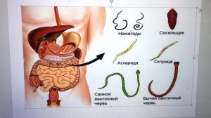 Лечение Глистов у Свиней