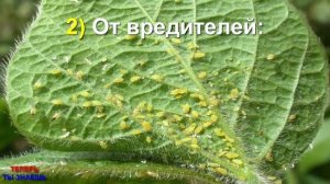 ДИМЕКСИД: Стоит Копейки, НО Польза От Него НЕОЦЕНИМА На Грядке! ПОЧЕМУ ОБ ЭТОМ МОЛЧАТ!