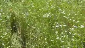 Самодельный полноприводной полноуправляемый минитрактор вездеход. Тест драйв.