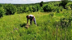Таволга обыкновенная. 10 ЧУДЕСНЫХ свойств