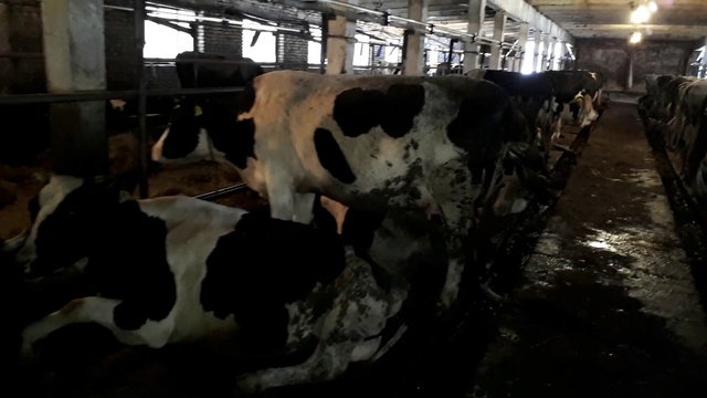 Распродажа молодых дойных КОРОВ, 600 голов. +79063333941 смотреть онлайн