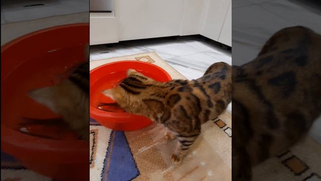 Как бенгальская кошка рыбу ловила???, часть 1-я   #cats , #бенгальскаякошка , #игрушкидлякошек