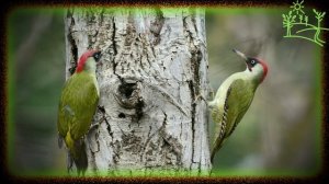 Голоса птиц Как поёт Зелёный дятел (Picus viridis)