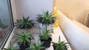 Алоэ остистое