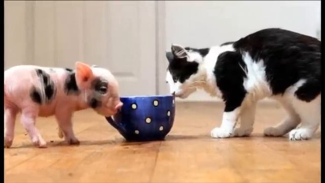 Кошки, собаки... а что на счет домашних змей? смотреть онлайн