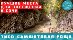 Тисо-самшитовая роща в Сочи ➤Чертовы ворота ➤куда сходить что посмотреть в Сочи ?ПРОСОЧИЛИСЬ