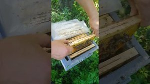 Матки Бакфаст и карника: нуклеус