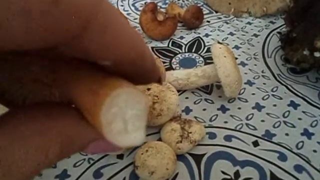 2017г. Собранные грибы под Майкопом (2 часть) смотреть онлайн