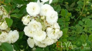 Роза Альба Мейлландекор