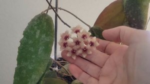 Hoya caudata. Flowering. Хойя Каудата,цветение и уход.