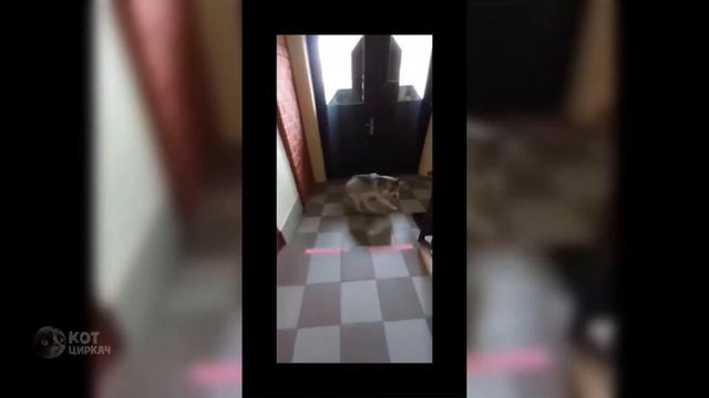 Самые смешные животные / Приколы с котами и собаками 2021 #100