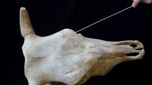 Строение лобной кости черепа на примере КРС