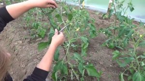 КАК ПАСЫНКОВАТЬ ТОМАТЫ | ЧТО ДЕЛАТЬ ЕСЛИ ОНИ ДАЮТ ДВЕ ВЕРХУШКИ | КАК И ЗАЧЕМ ОБРЕЗАТЬ ЛИСТЬЯ
