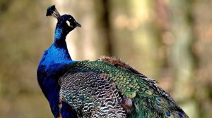 Самые необычные птицы.Релакс.Музыка.