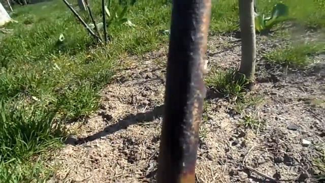 Ежевика сорта ежевики