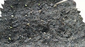 Эхинацея: посев, выращивание из семян, посадка, уход за эхинацеей. Посадите этот цветок в саду!