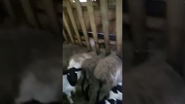 Овцы породы Дорпер (ферма В.Собчука) из Беларуси / Sheep breed Dorper (farm V.Sobchuk) from Belarus смотреть онлайн