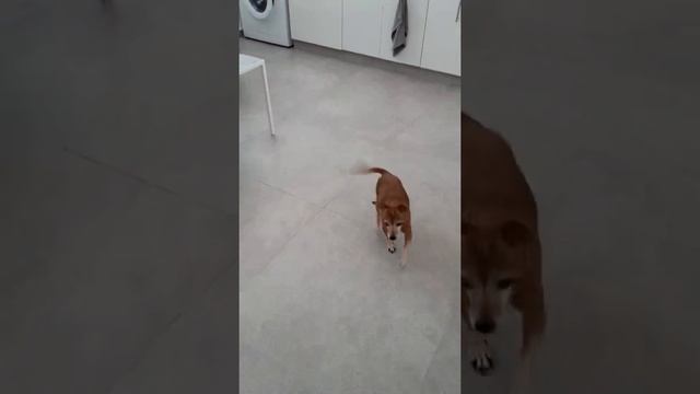 жизнь домашних животных. Муля изучает команды