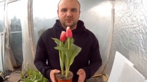 Вирощування тюльпанів. Тюльпани Нью Санта. Tulips New Santa / Тюльпаны Нью Санта