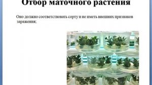 Микроклональное размножение |Объединение Юный биотехнолог