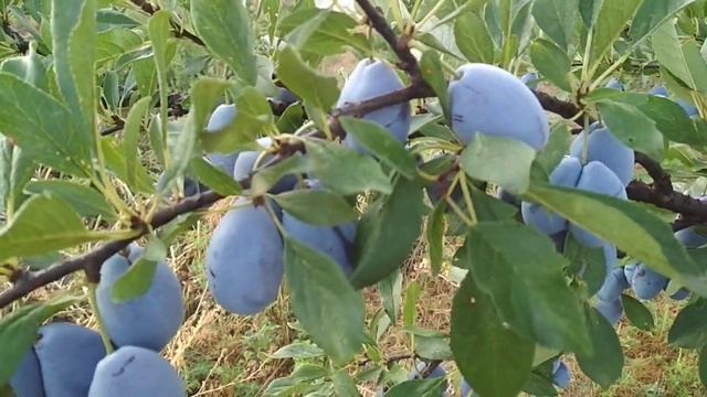 Слива Стенлей смотреть онлайн