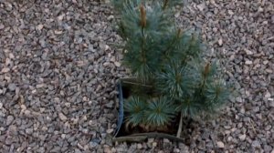 Мелкоцветковые сосны и другие Хвойные растения 2020