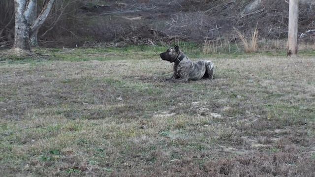 Presa Canario Security dog in training ! смотреть онлайн