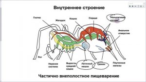 22_Паукообразные
