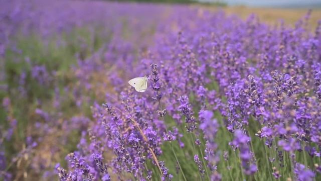 Лавандовое поле/ Крым/ Лавандовая ферма/ Травы Горного Крыма смотреть онлайн
