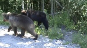 Медведи попрошайки на дороге 2