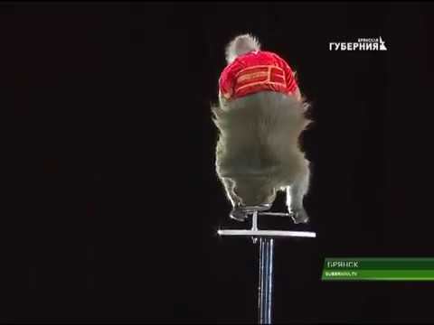 Заканчиваются гастроли цирка Никулина 28 11 17