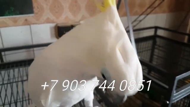 ? желтохохлый какаду  ручные птенцы