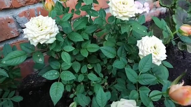 Роза Кордана смотреть онлайн