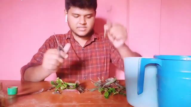 How to grow croton plant from stem।পাতাবাহারের ডাল থেকেই তৈরী করুন নতুন চারা।Croton propagation। смотреть онлайн