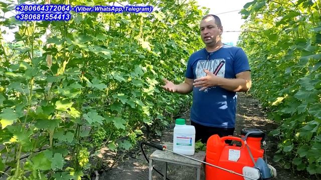 Як захистити виноград від хвороб у період достигання урожаю 2023