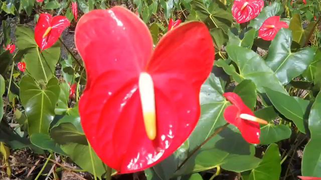 Sounds from the soil - 432 Hz (Anthurium & Simone Vitale) смотреть онлайн