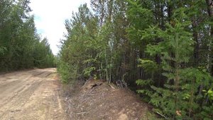 Охота на рябчиков в Бурятии